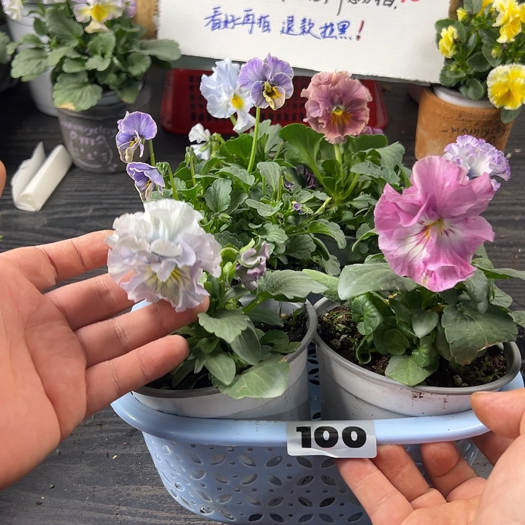 大部分花苞少量开放100号