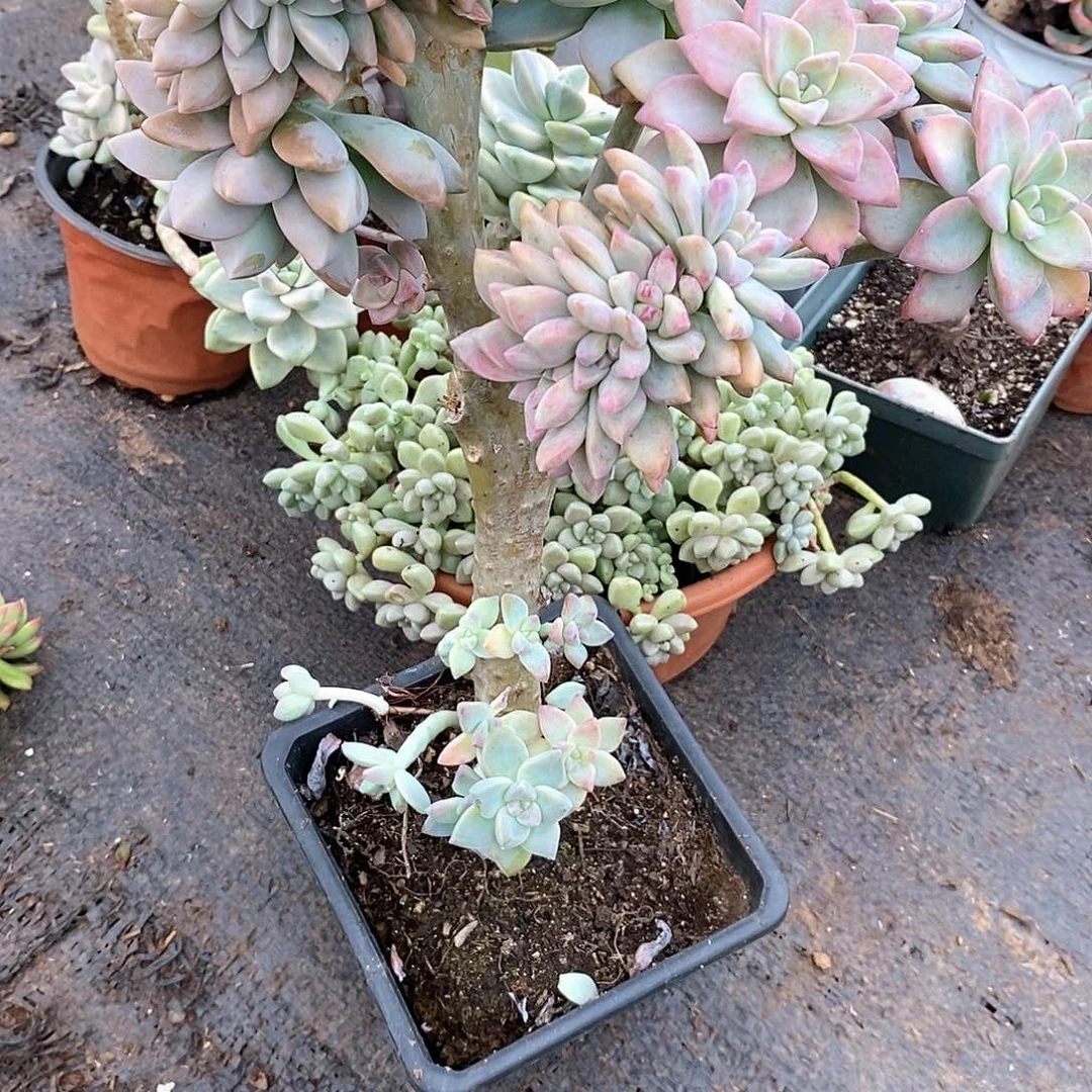 念***璟淡雪大缀化1颗定向多肉