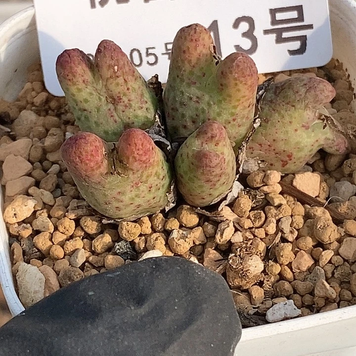 桃喜花园0205-13斑马