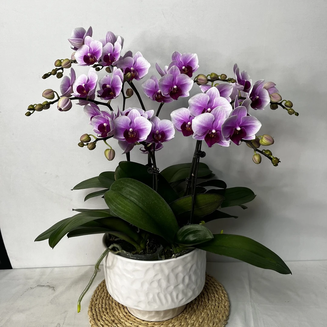 蝴蝶兰【第三名】粉紫色 花期长 易养活室内花卉绿植基地直发8