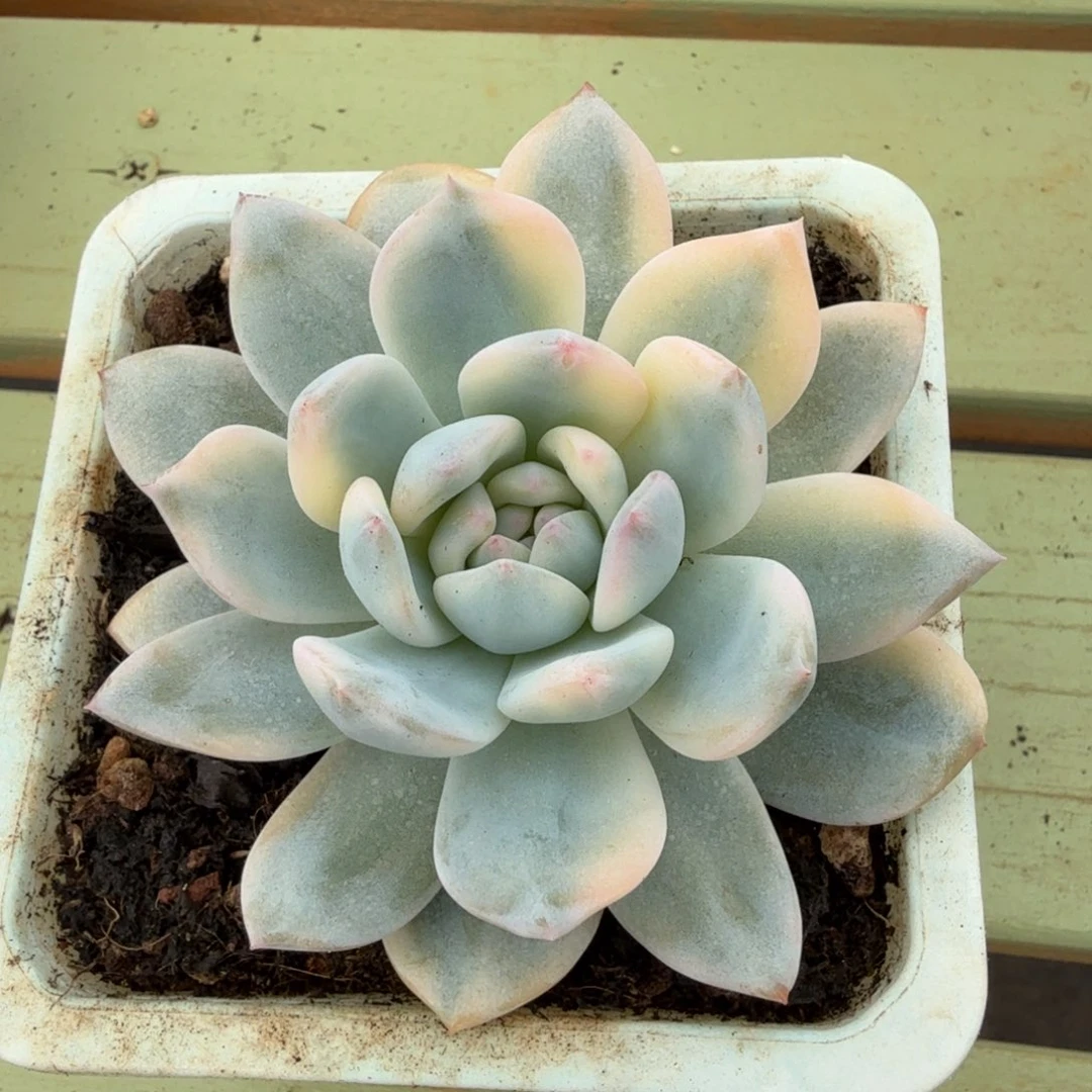 梦露锦锦上园艺一物一拍