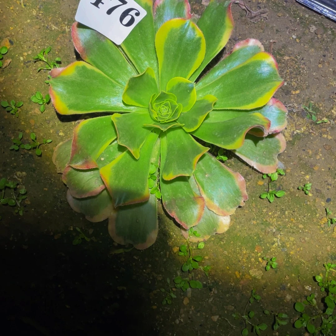 476特斯拉多肉植物