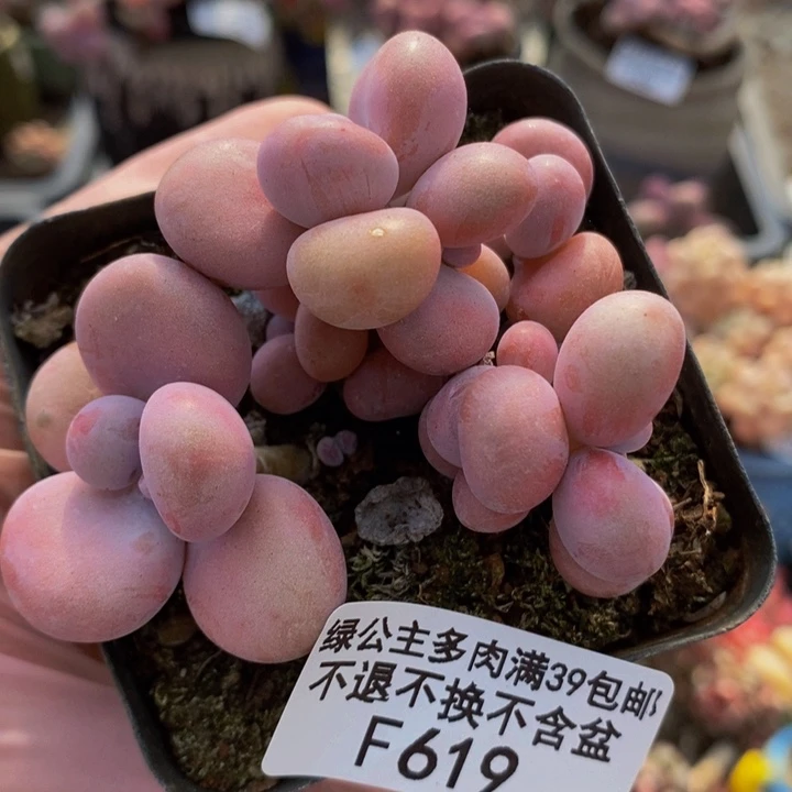 腰子桃蛋7cm619多肉植物