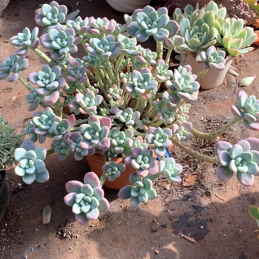 81洛神 一物一拍多肉