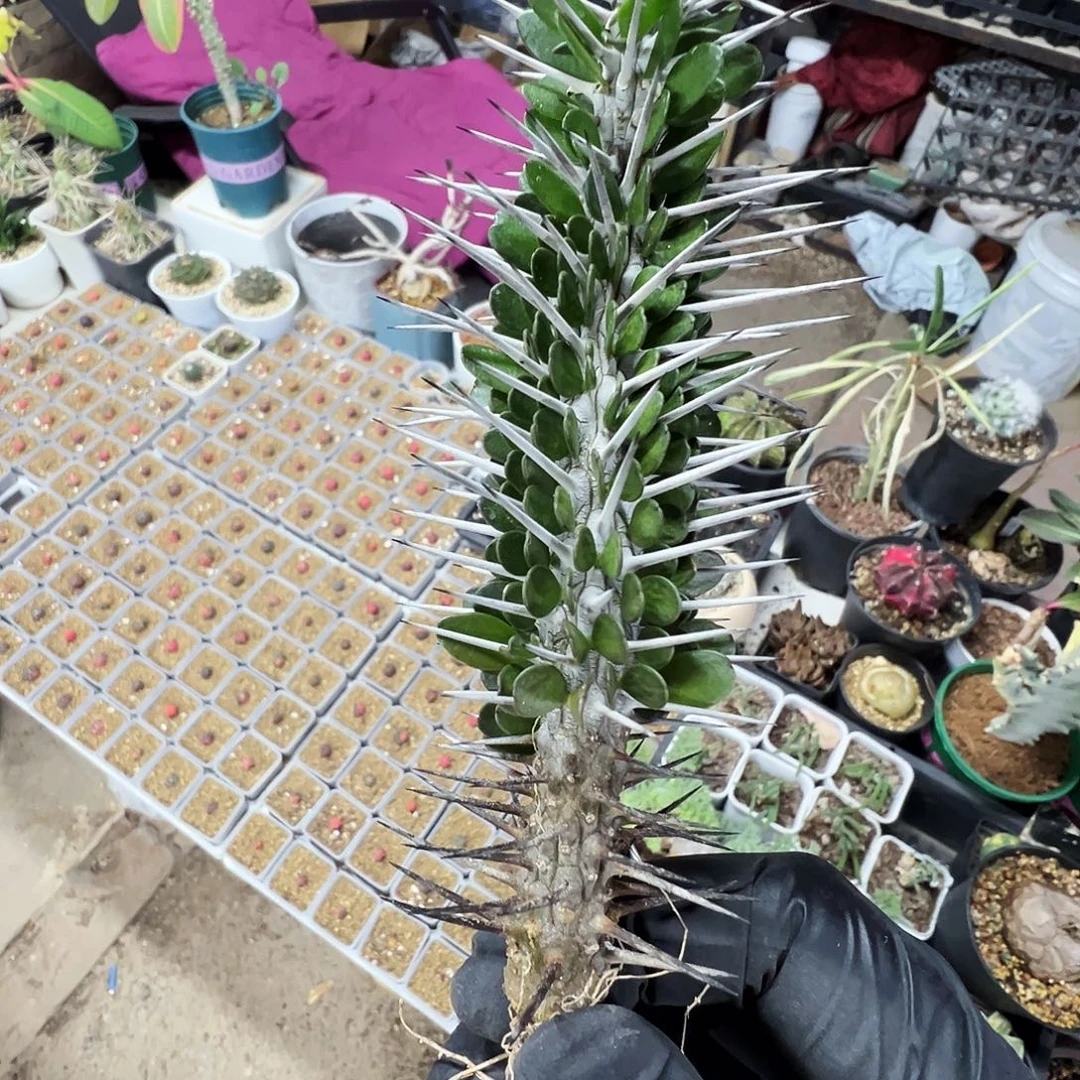 地狱魔针脱土发货