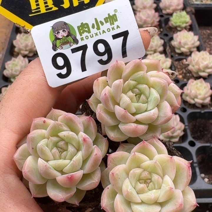 当前无花朵，栽培后可花朵多肉植物多肉植物