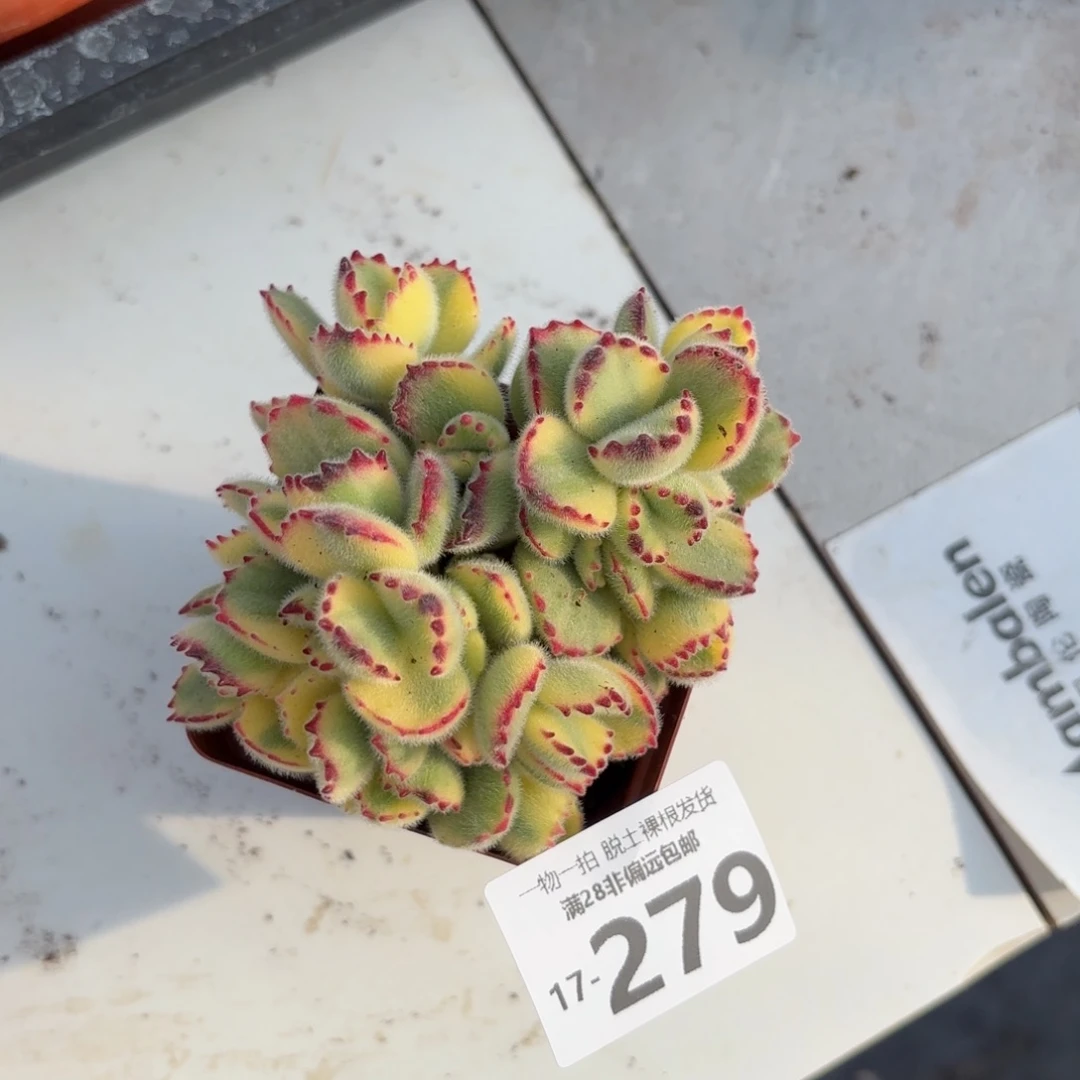 白熊多肉多肉多肉