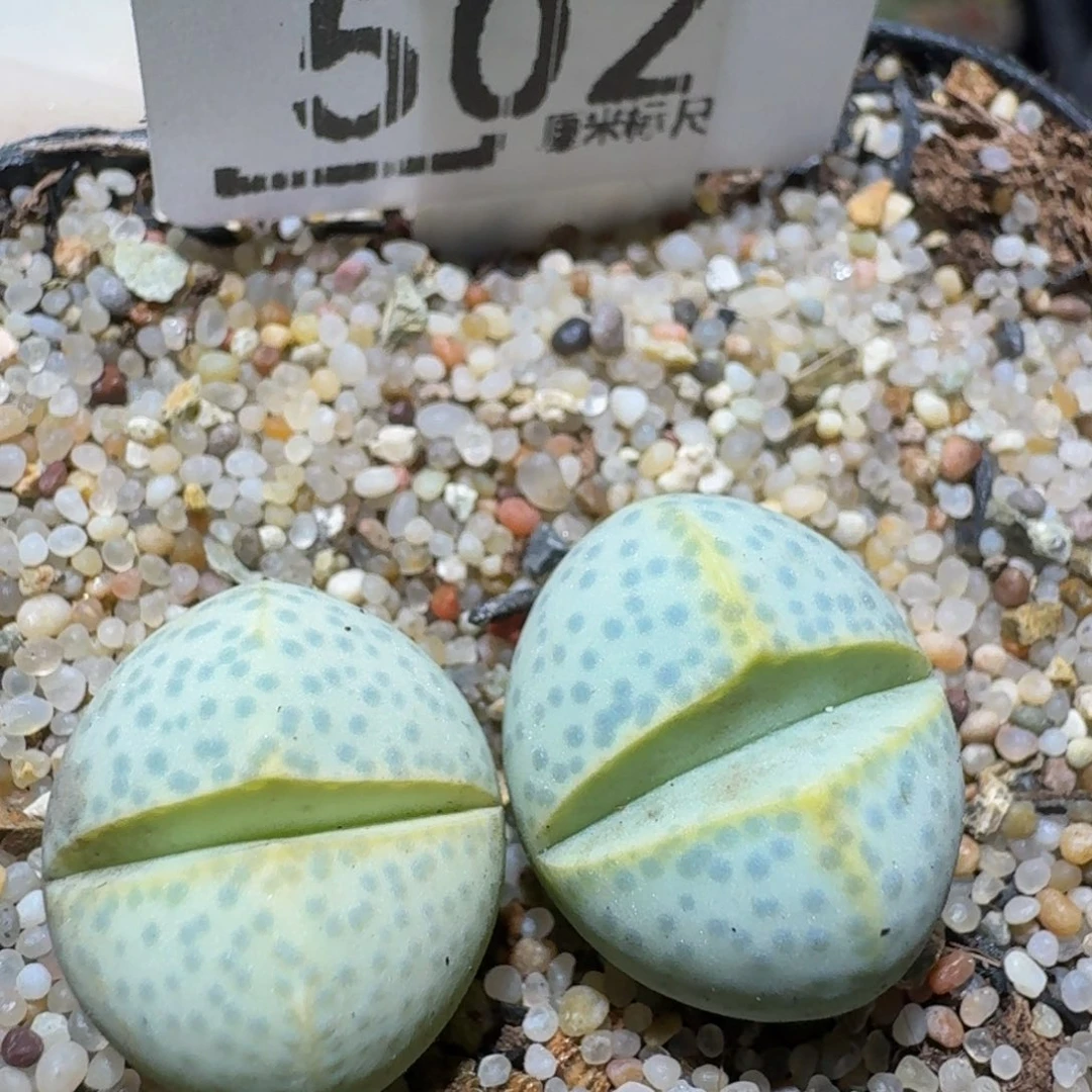 Zzzz精品生石花502