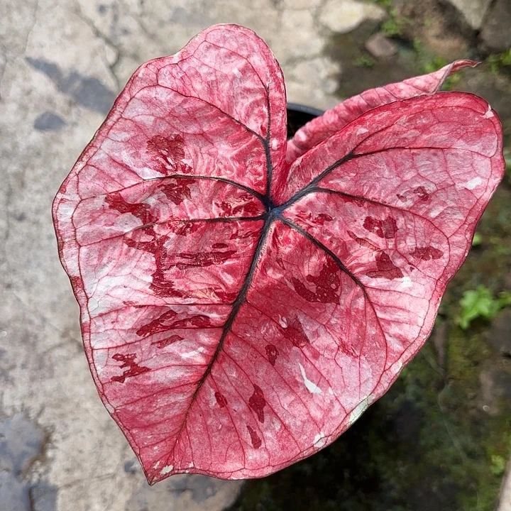 20-0104彩叶芋广东现货