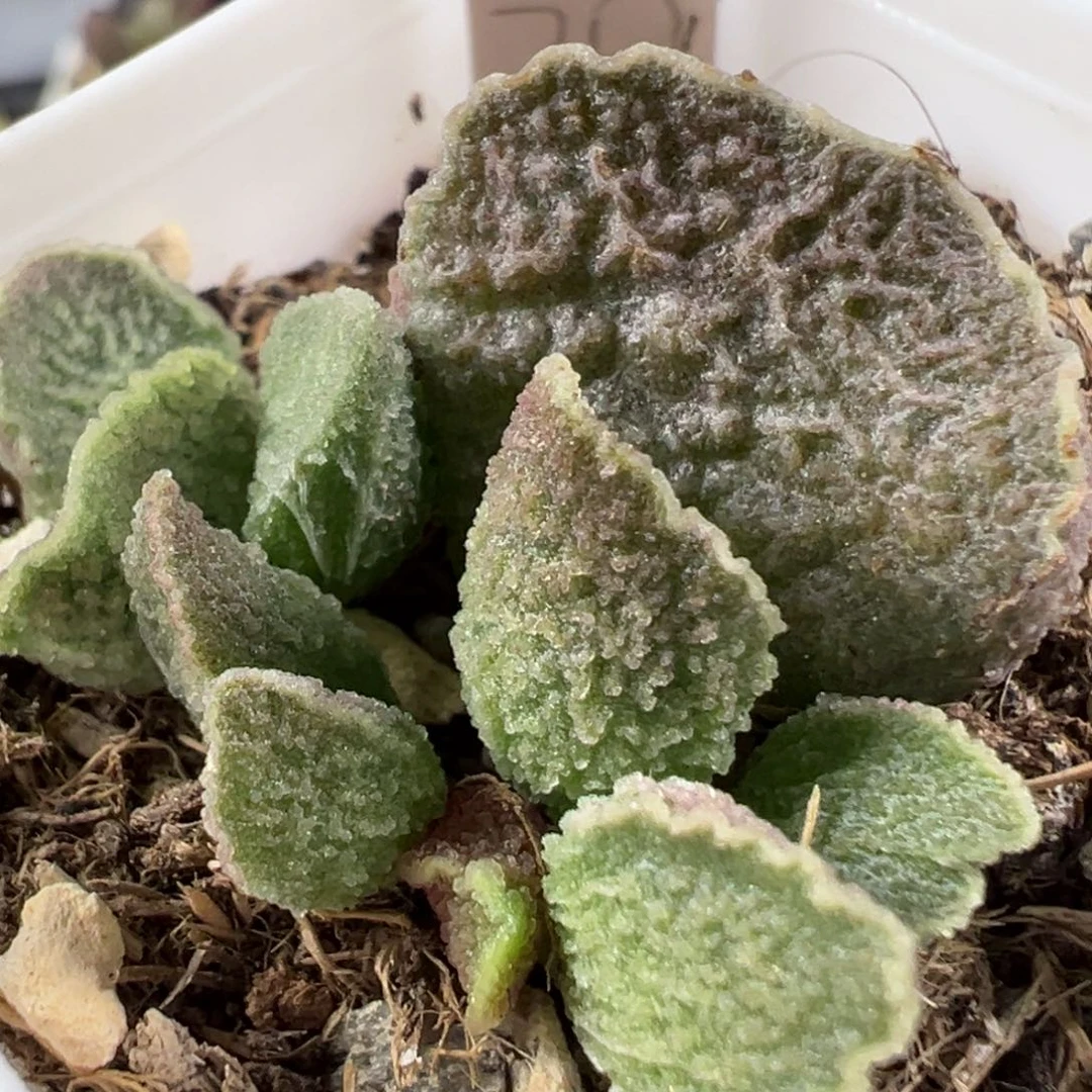 w波浪边冰晶颗粒款实生新品