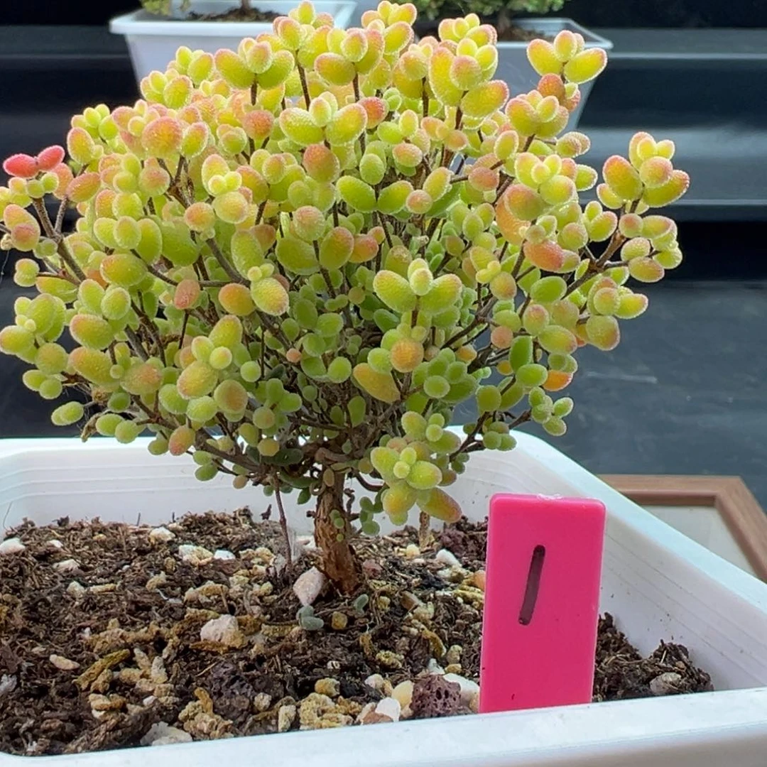 蜜橘糖球1号10cm盆