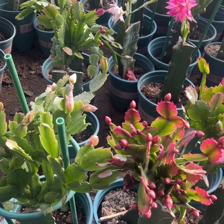 保温棉，不是花000000000