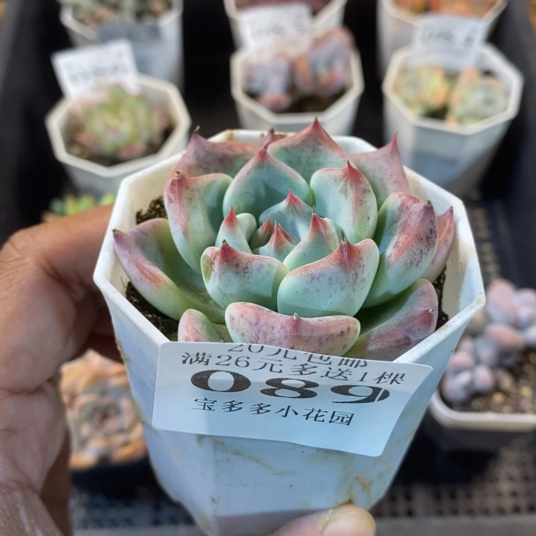 婚戒一物一拍满18包邮 满26送一颗多肉