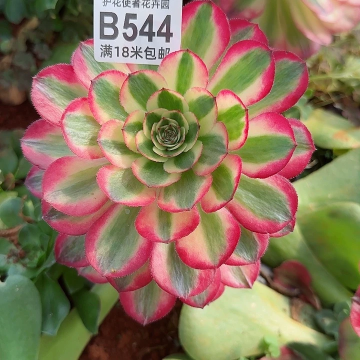 多肉法师金枝朵朵