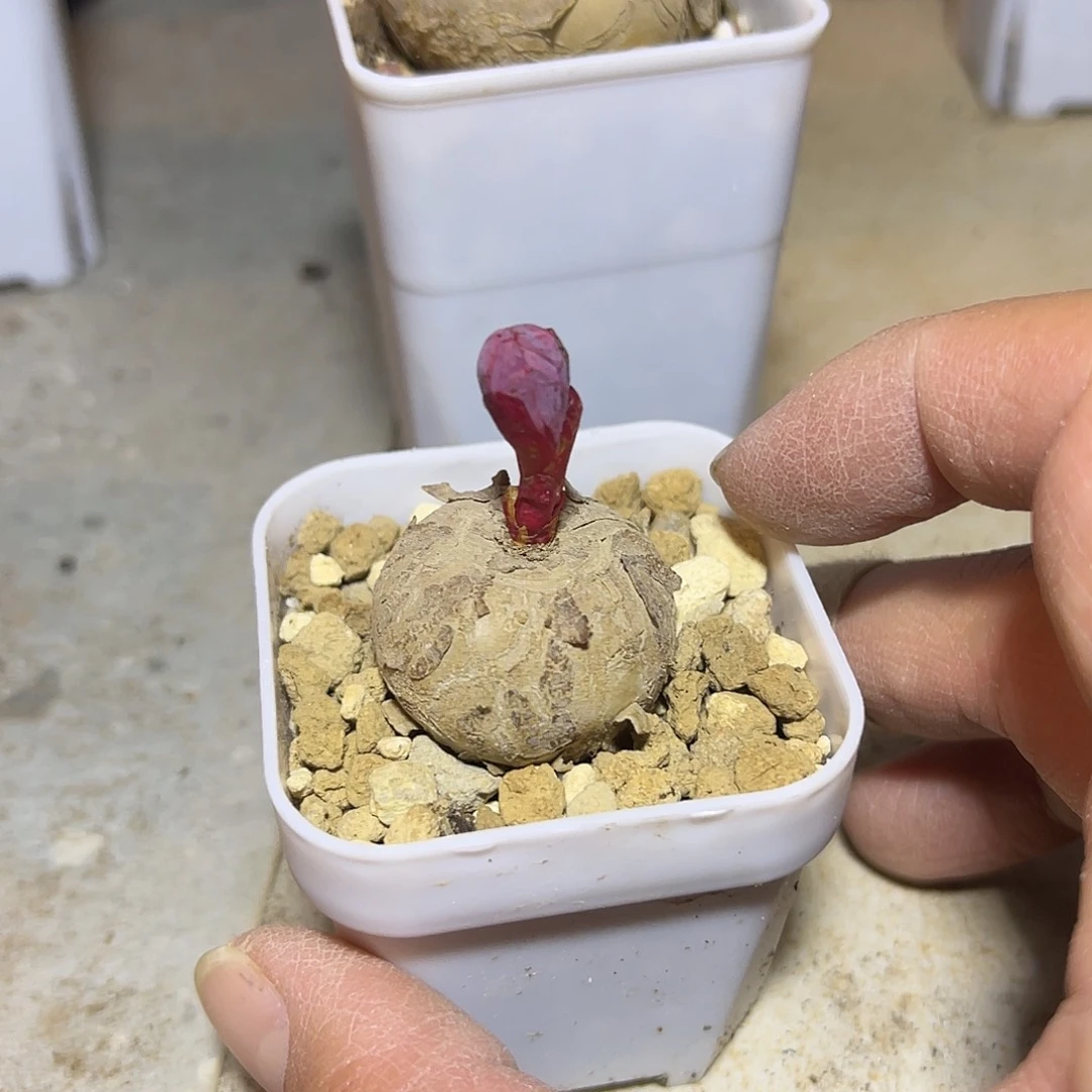 实生玫瑰大戟块根一物一拍