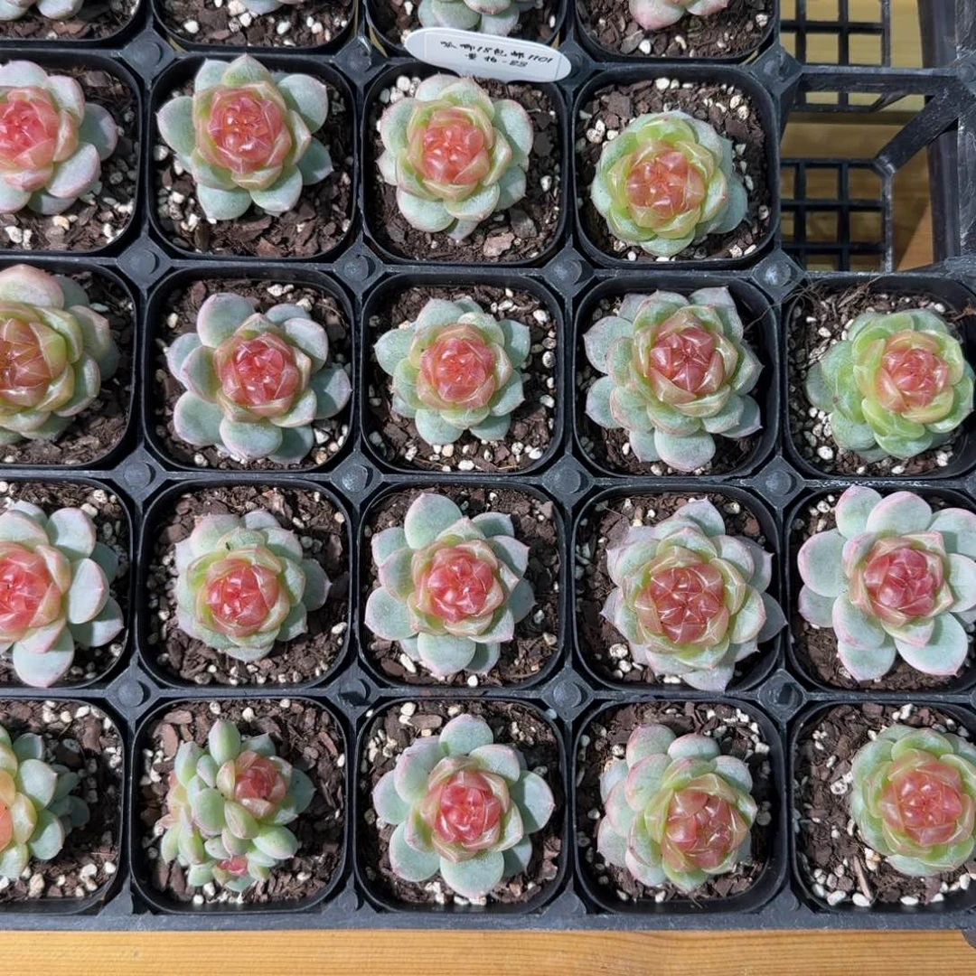 1101-23-追月单头量拍