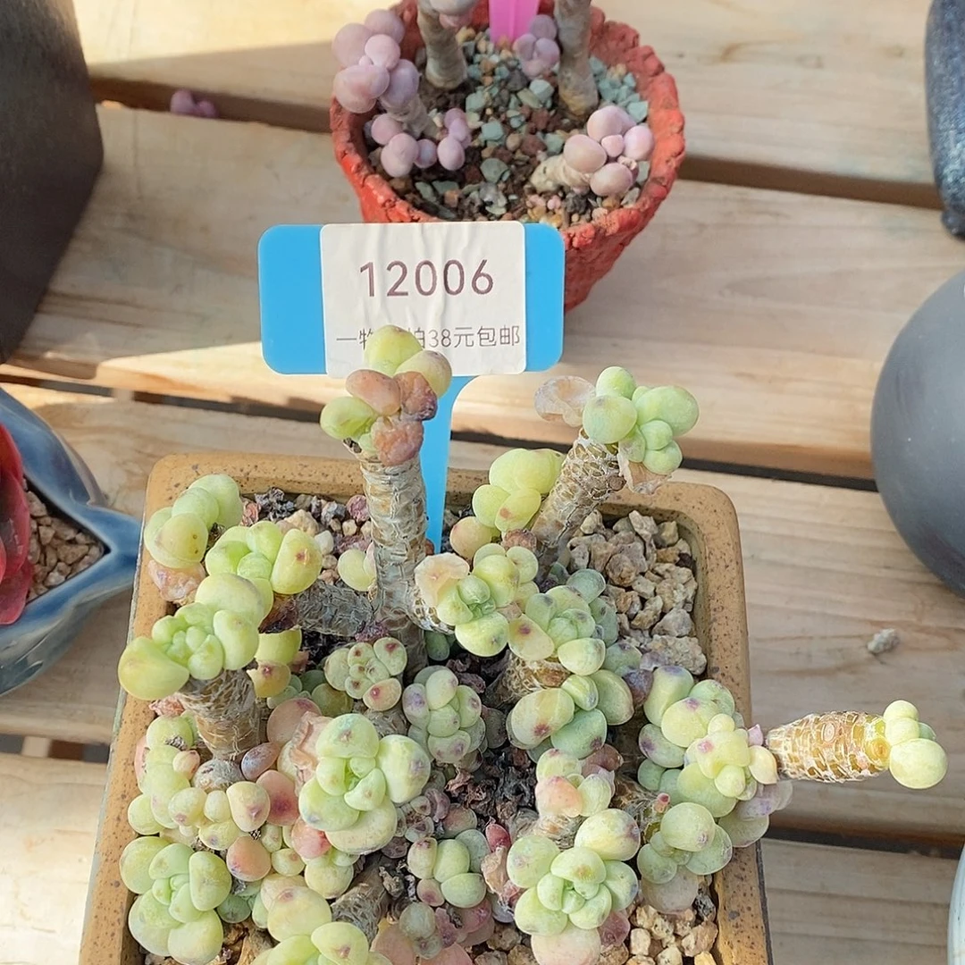 12006，额厉害啦咯中介