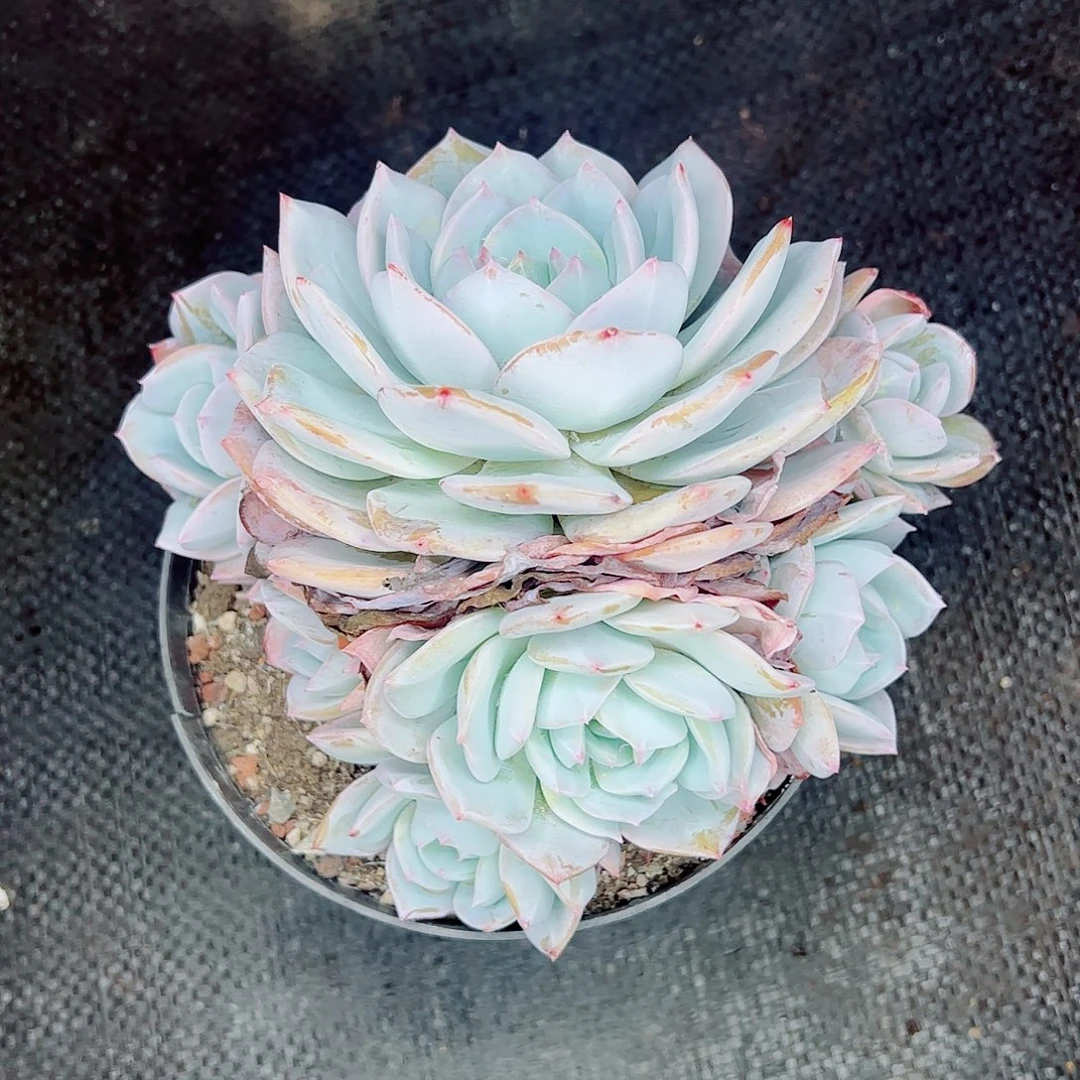 凤橙群生，一物一拍