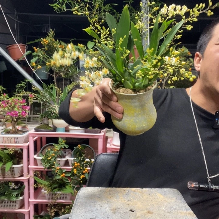 悟***飞以实际为准盆景绿植盆栽56