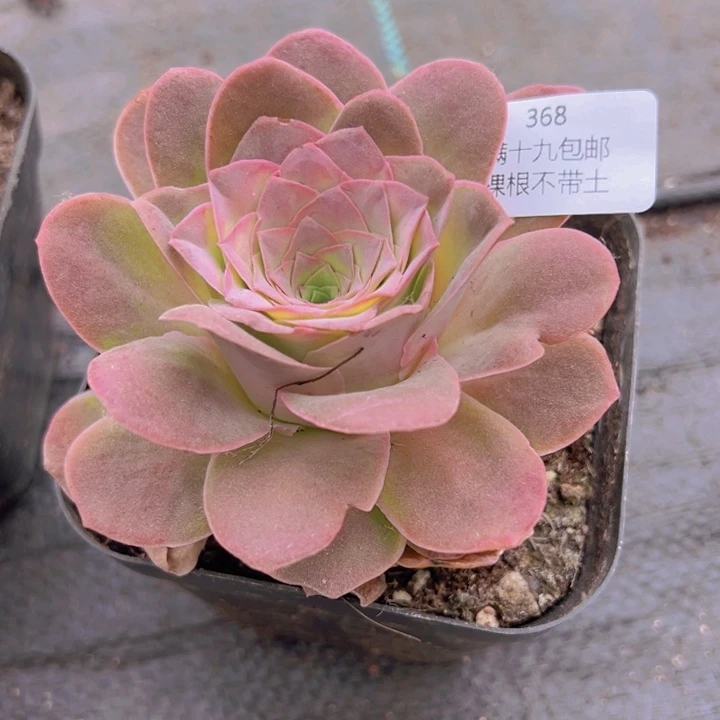 368 裸根不带土发货黄帕