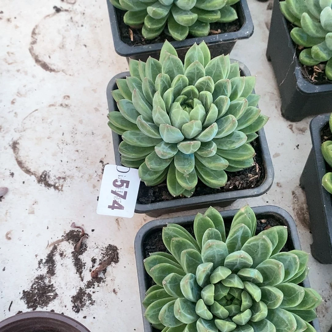小**资574陨石多肉植物