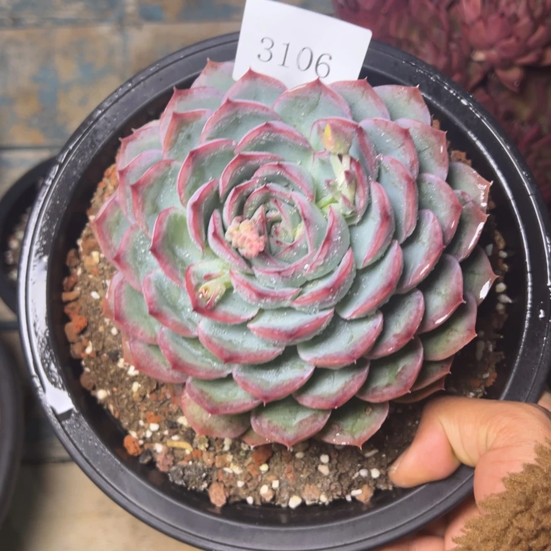 ?**?3106多肉多多多多