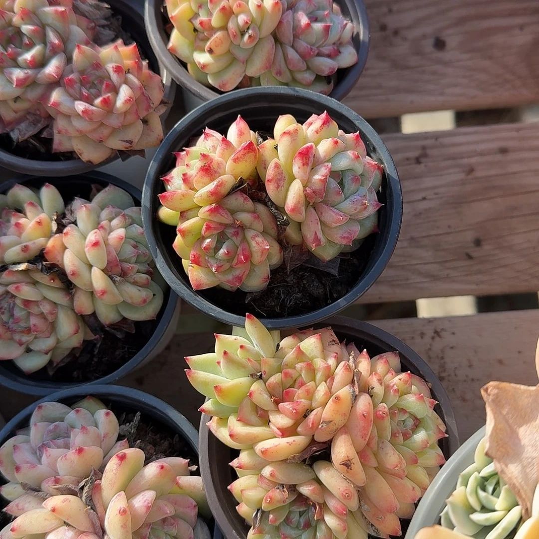 白拉糖群生多肉植物