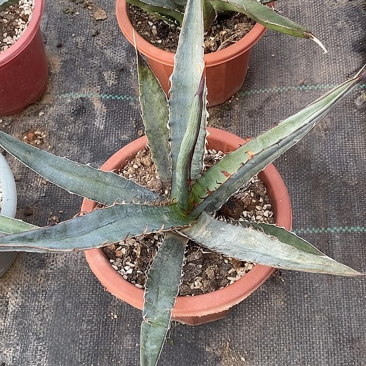 完美主义者勿拍酒吞童子