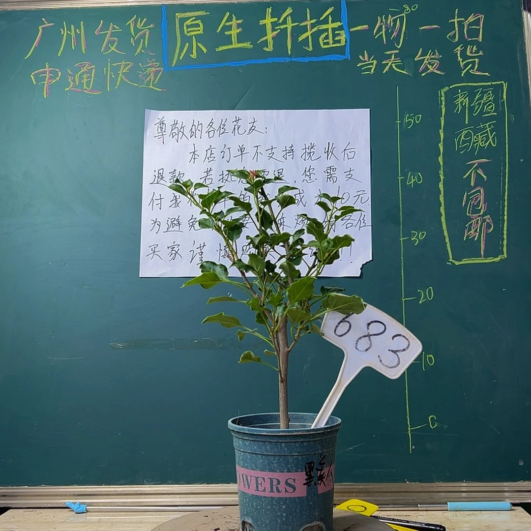 当前无花栽培后可以开花 黑美人 683