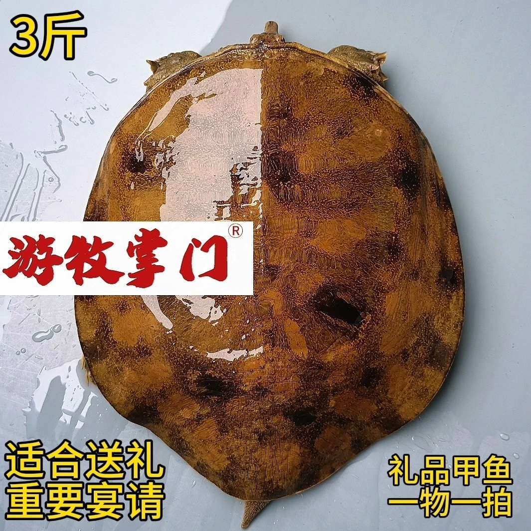 农村鲜活土甲鱼3斤，一物一拍，顺丰包邮