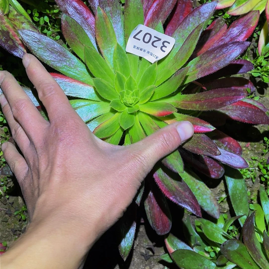 3207孔雀七彩多肉植物