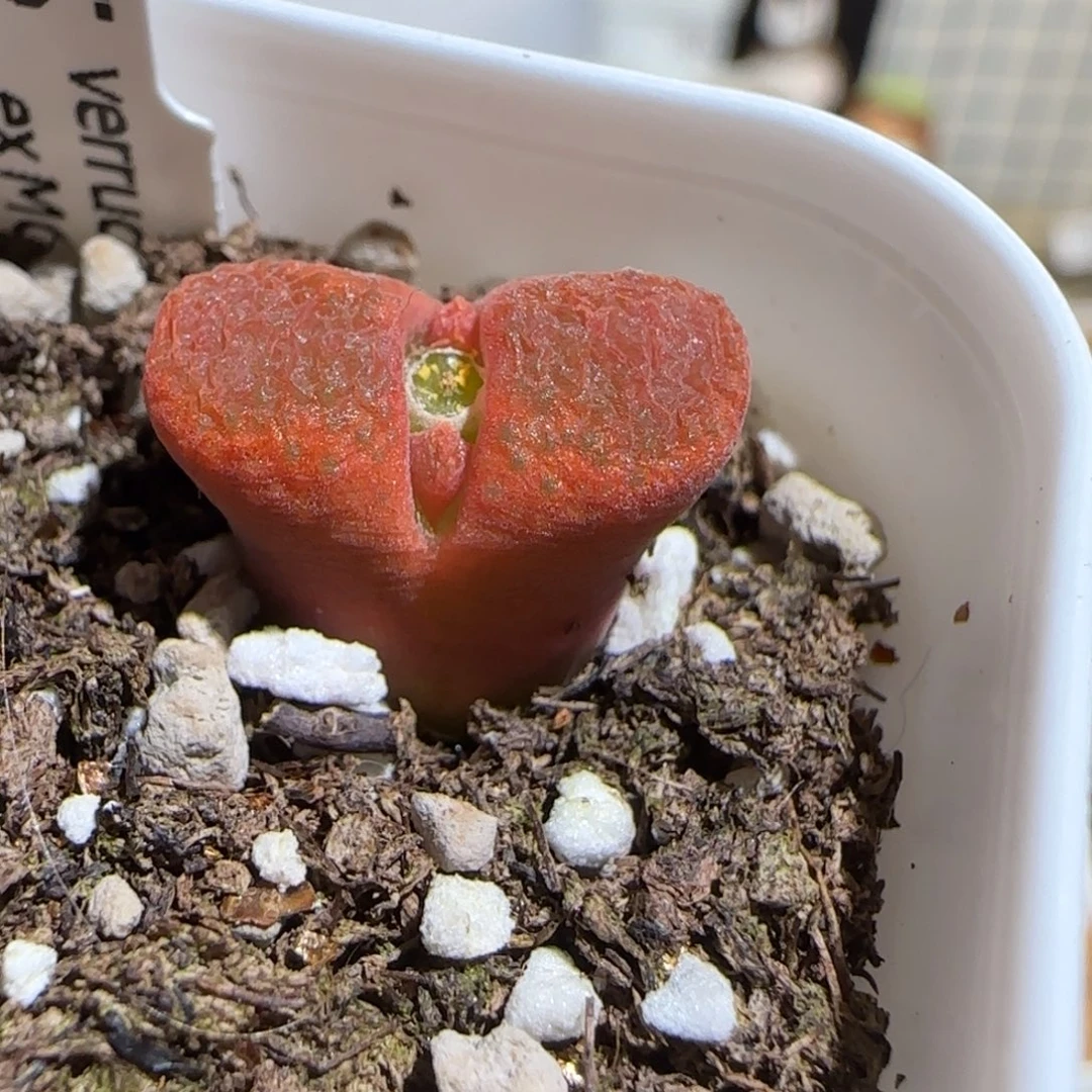 肉锥多肉植物组合-蛋糕1736