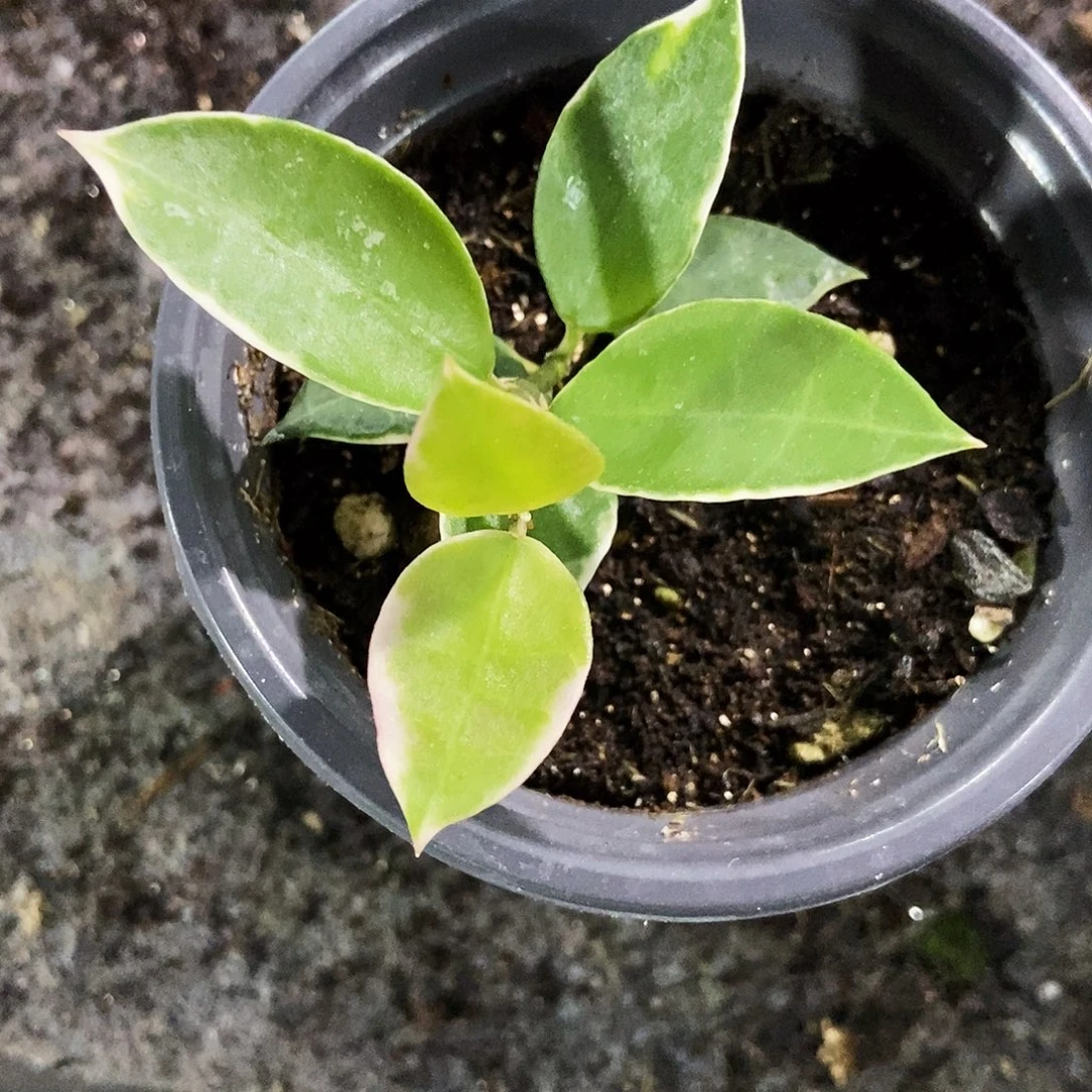 完全开放阿萨米球兰29