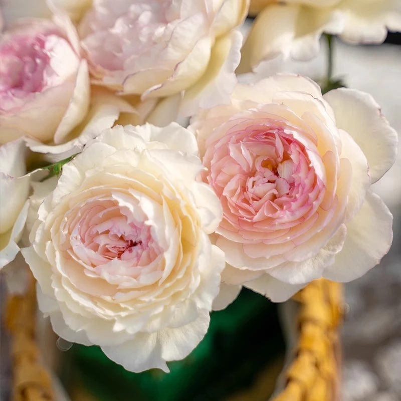 玉碗纱 勤花多头大花浓香阳台庭院花园盆栽月季花