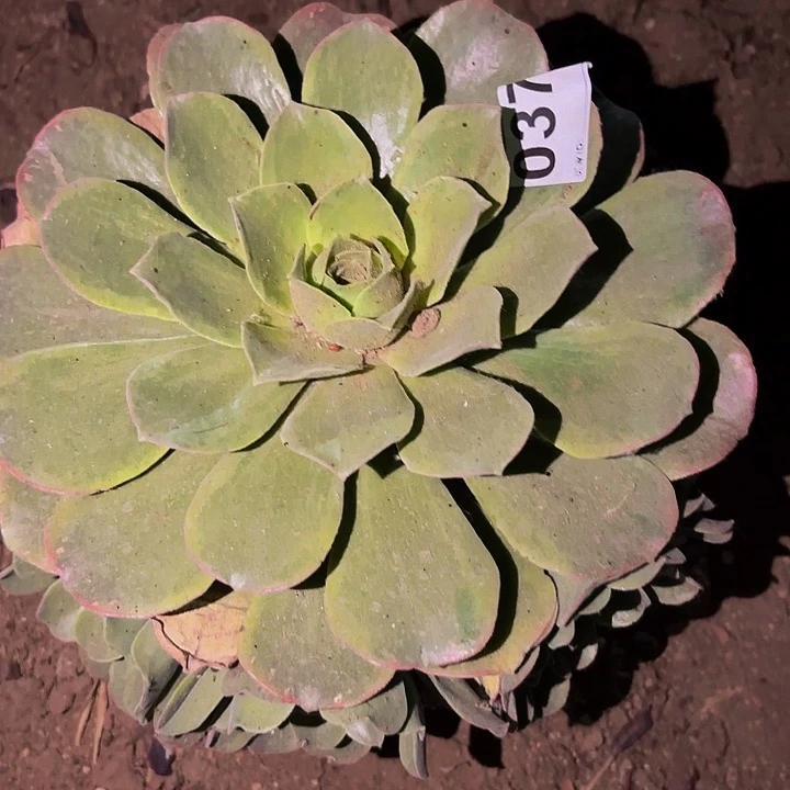 037玉龙雪山多肉植物