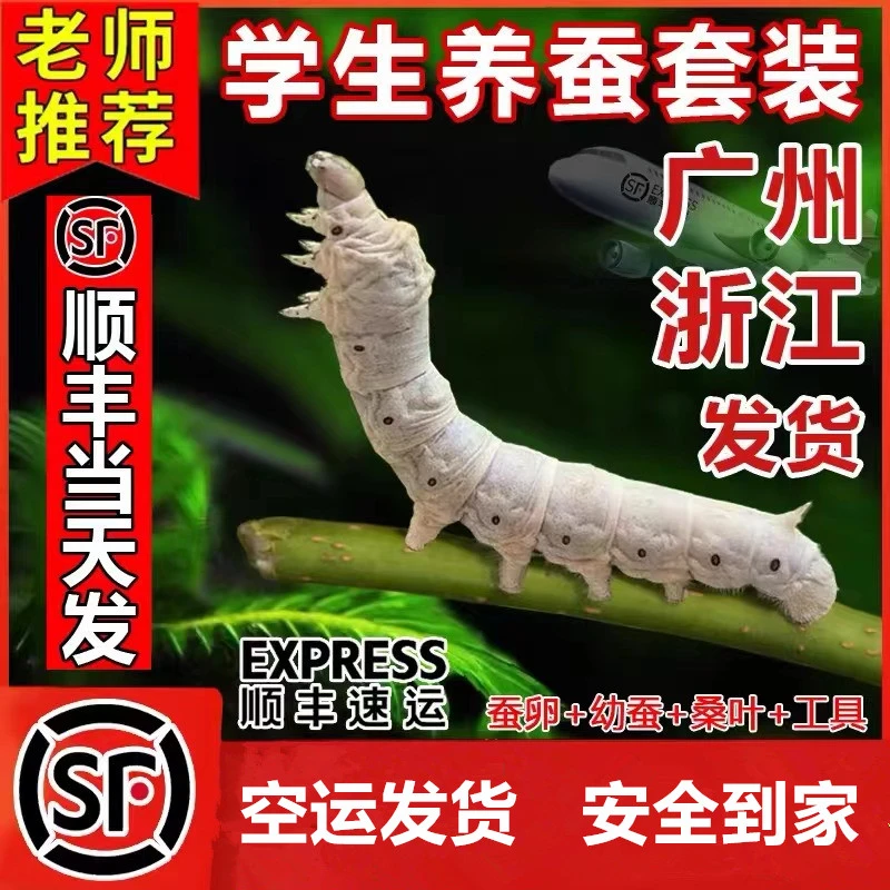 【顺丰当天发】蚕宝宝学生养蚕套装活体蚕卵籽种幼蚕123龄新鲜桑叶
