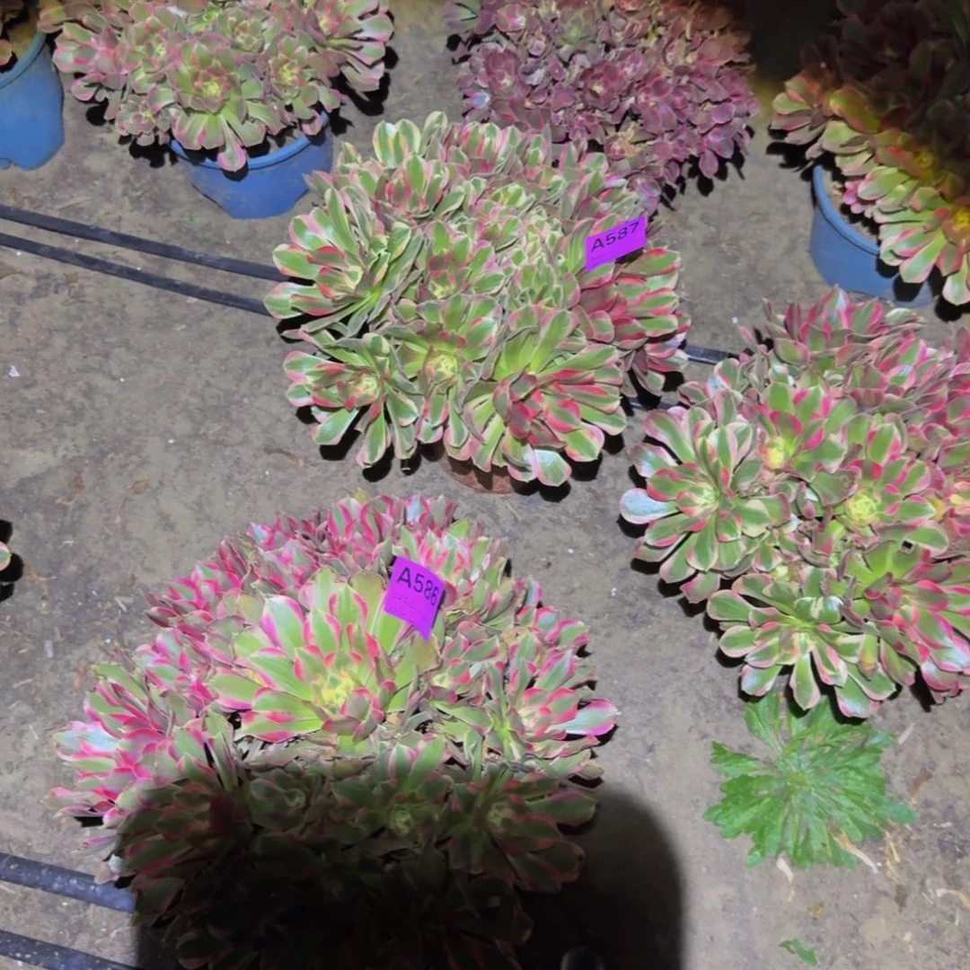 法师多肉不包损妖月量拍