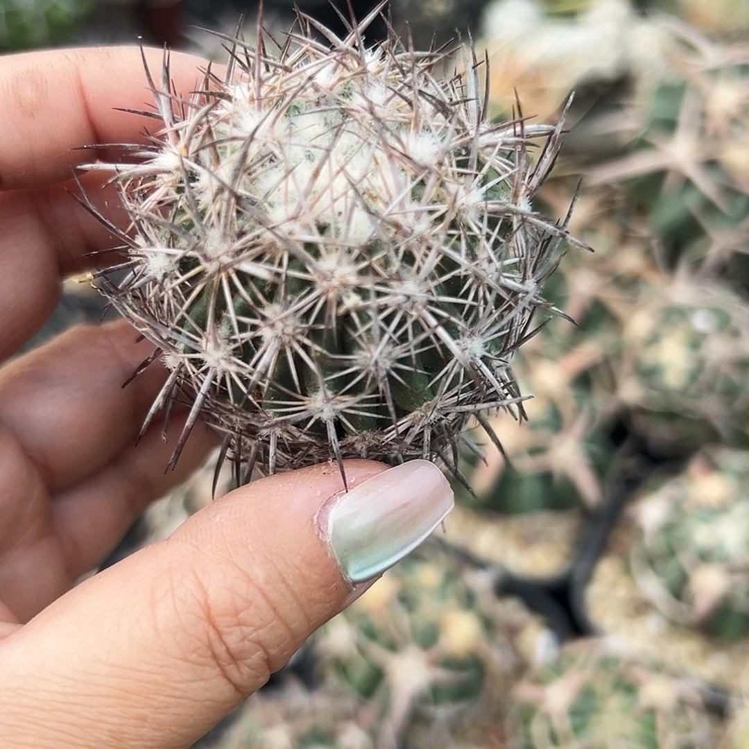 英冠有根仙人球66666