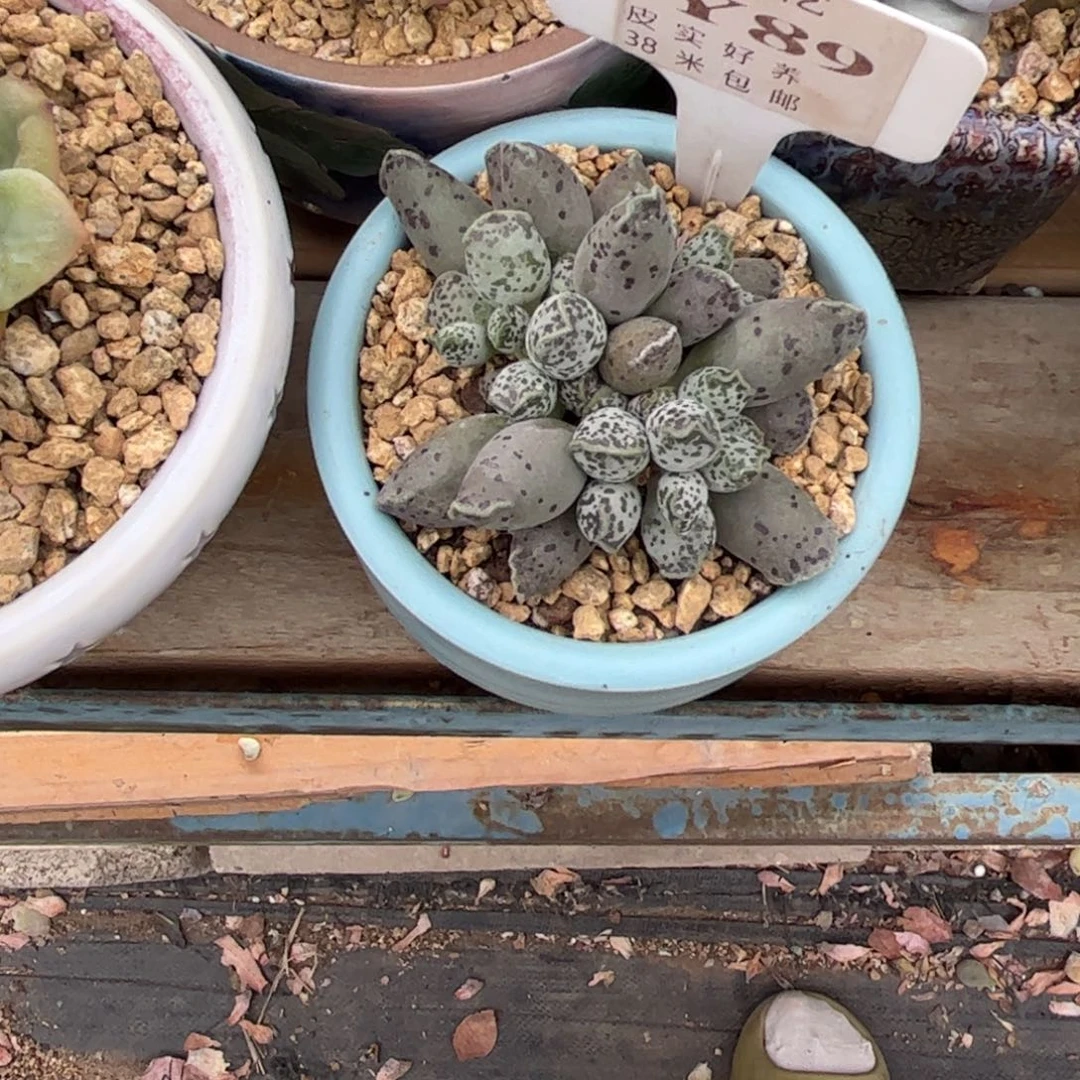L多肉植物11111111111