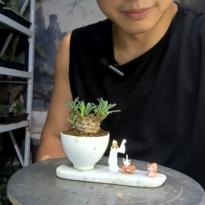 梦**像中青园艺一物一拍155