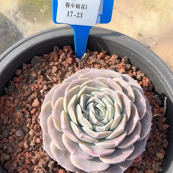 17.23恩宠一个脱土