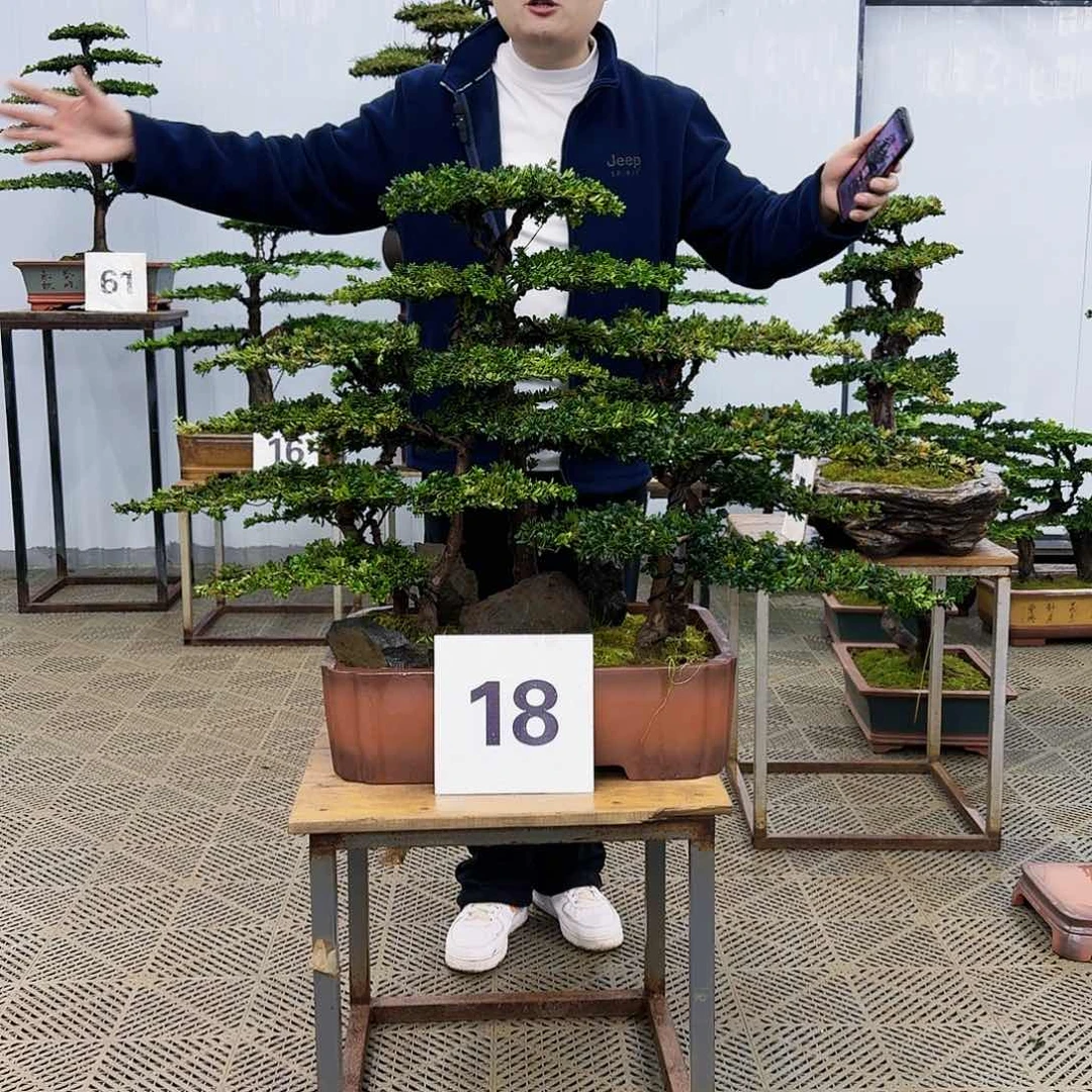 盆景罗汉松造型盆景