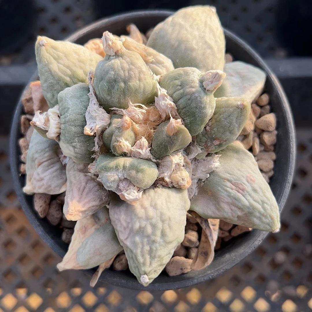 实生牡丹2“kkkkkk