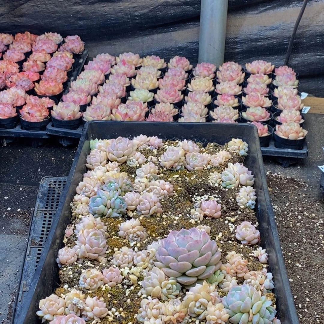 792多肉植物保护研究所所长助理