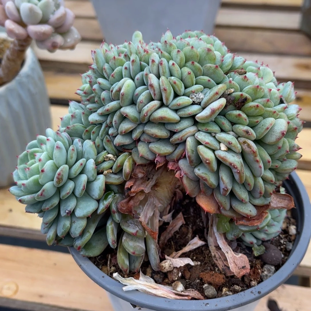 L****娟73733737373737