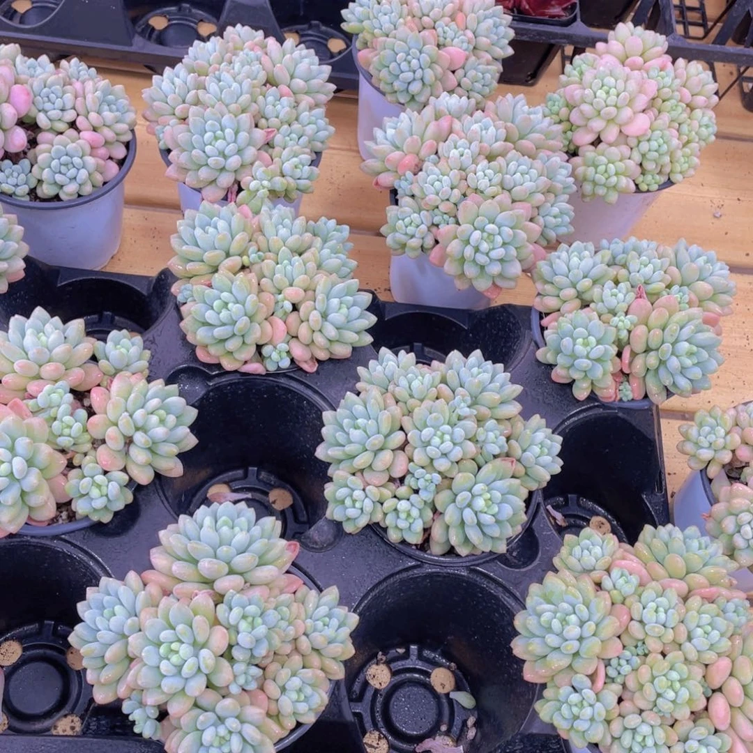 1479号 鱼子酱多头手捧大群生一个