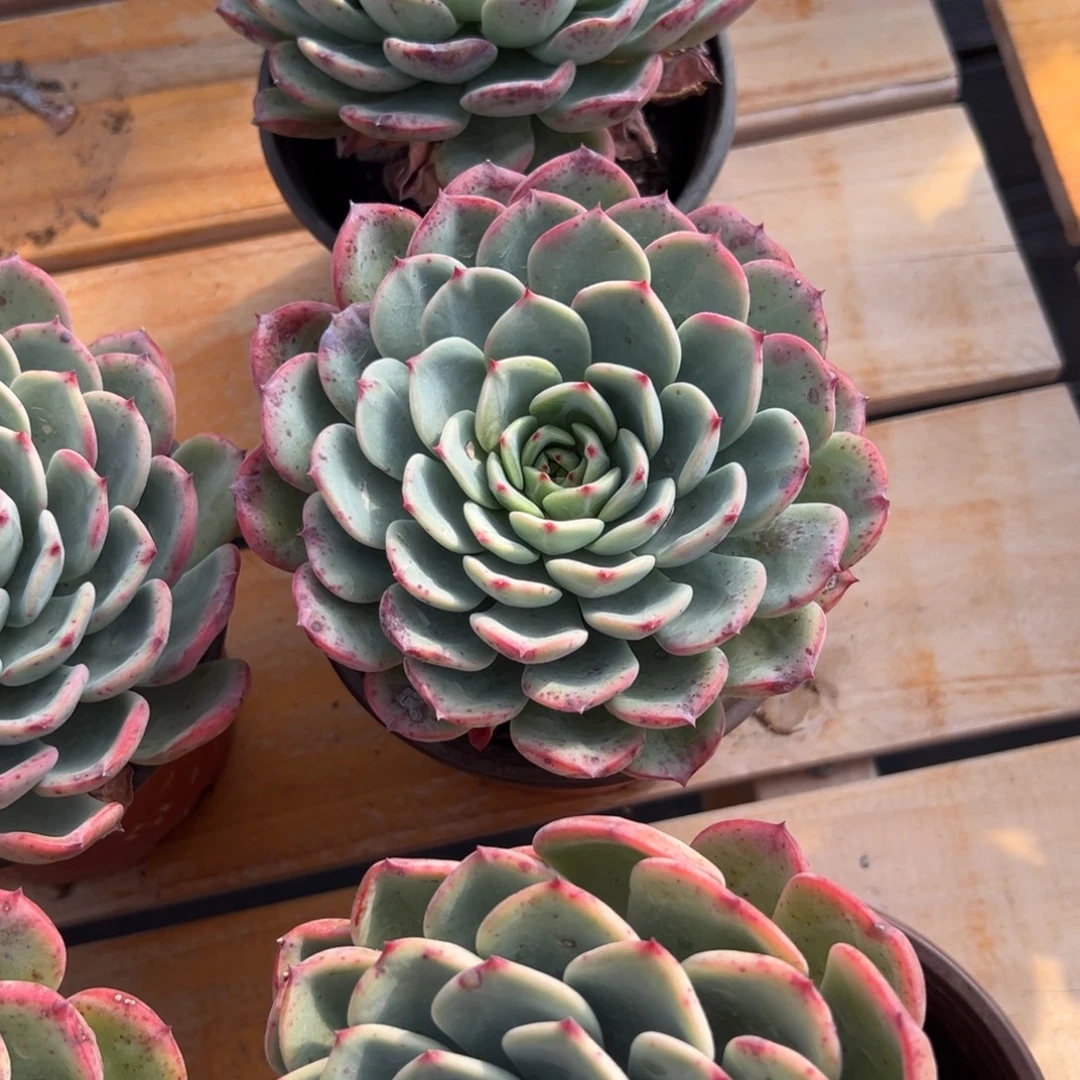 多肉单头三文鱼【满18包邮】