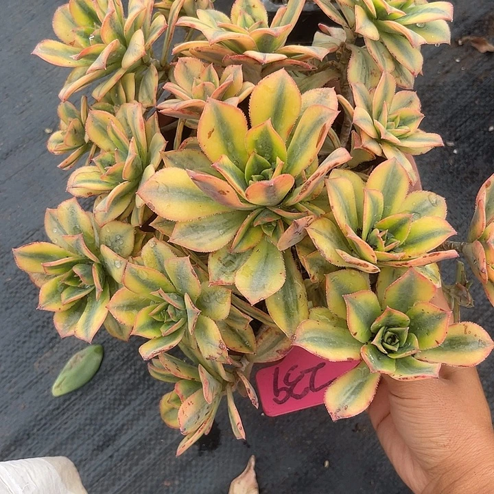 晨语多肉，一物一拍星爆239