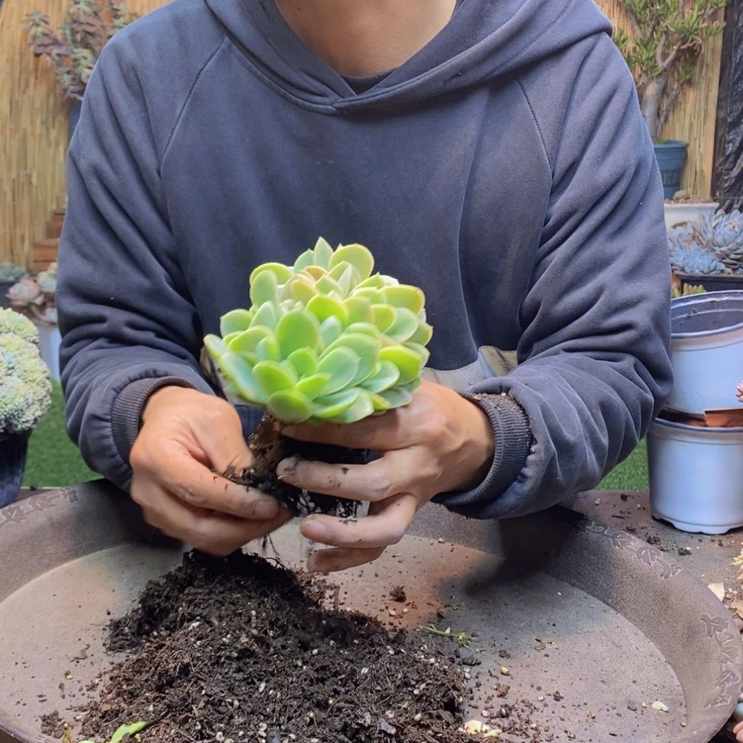 ?****ɞA50号星那塔缀多肉