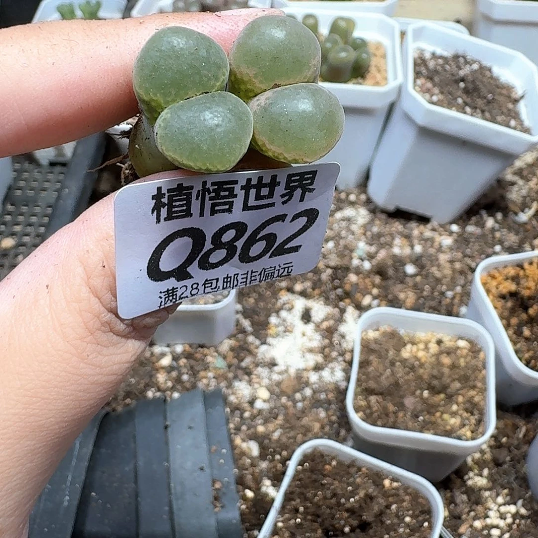 的润泽的人设续编